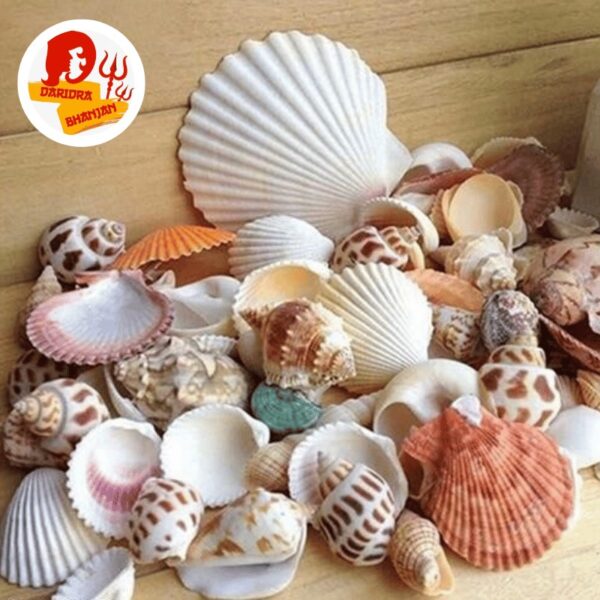 seashell