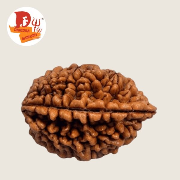 2 mukhi rudraksh