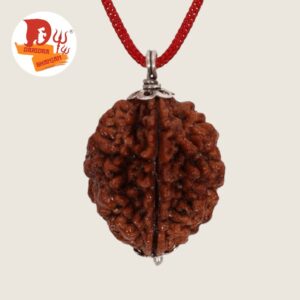 2 mukhi rudraksh