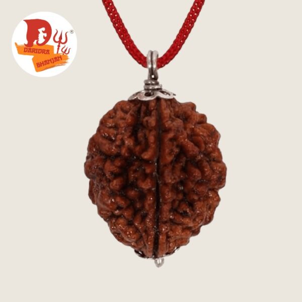 2 mukhi rudraksh