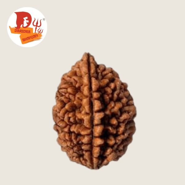 2 mukhi rudraksh