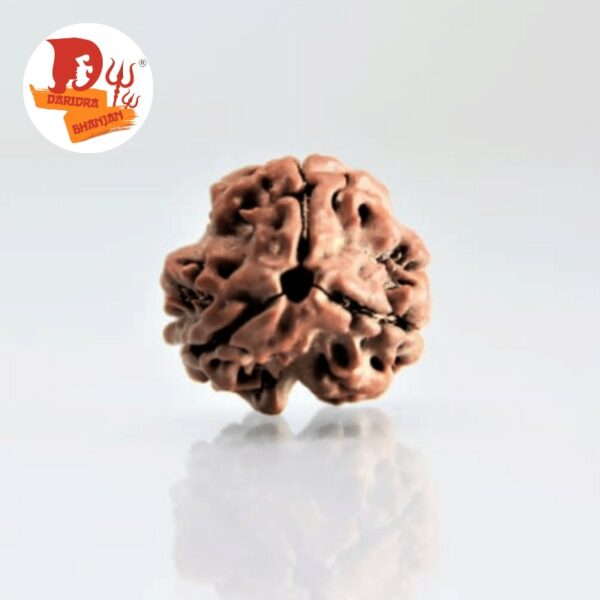 3 mukhi rudraksh