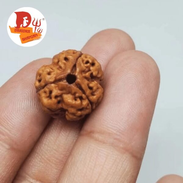 3 mukhi rudraksh