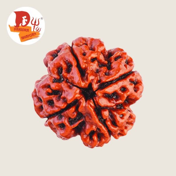 4 mukhi rudraksh.