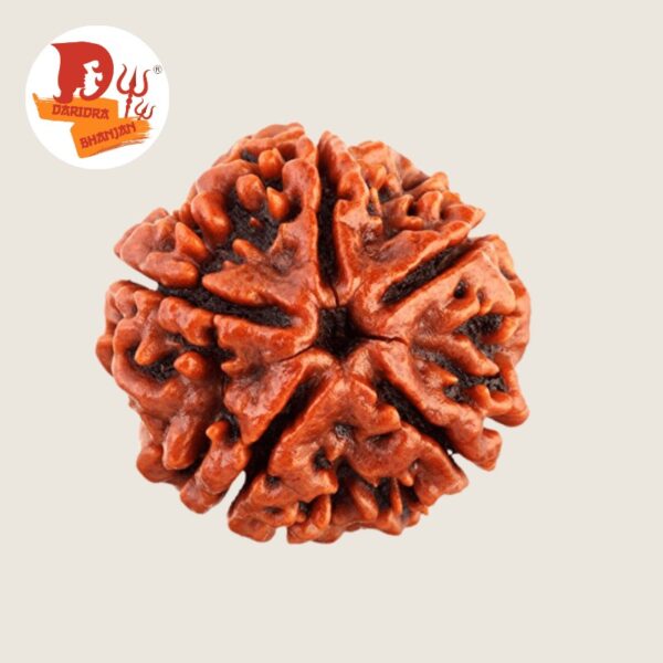 5 mukhi rudraksh