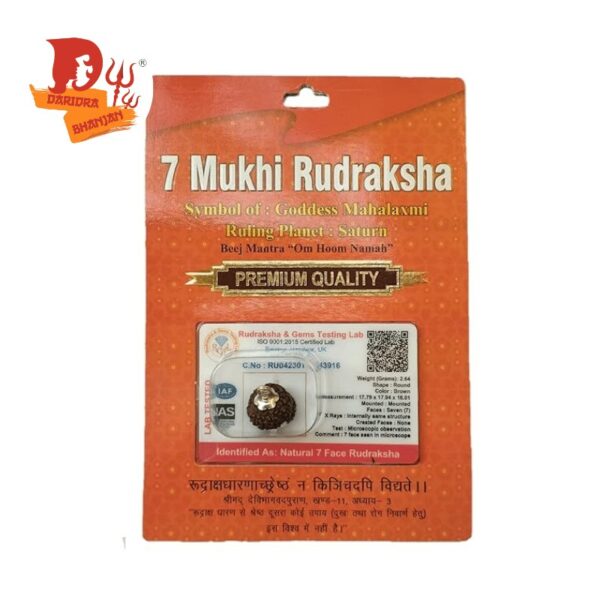 7 mukhi rudraksh