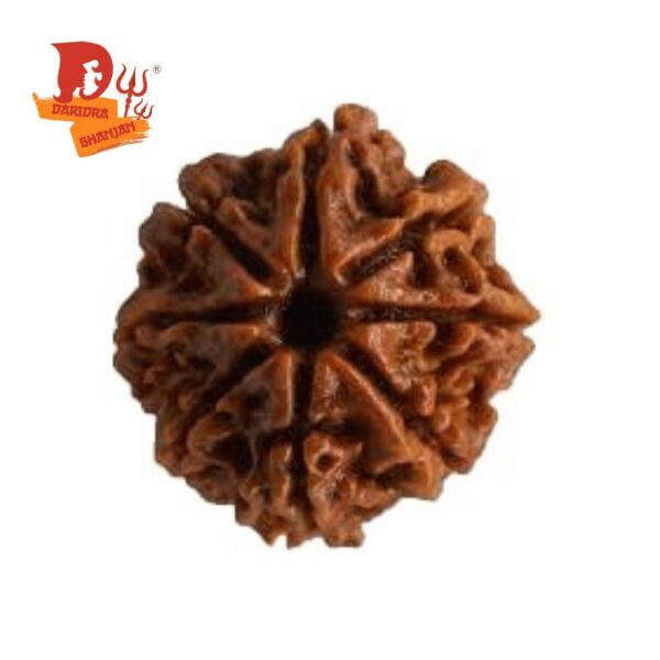 8 mukhi rudraksh