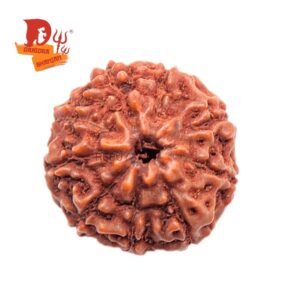 9 Mukhi Rudraksha